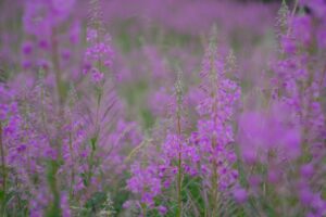 Fireweed Tea: Benefits, Side Effects, Uses, Recipe
