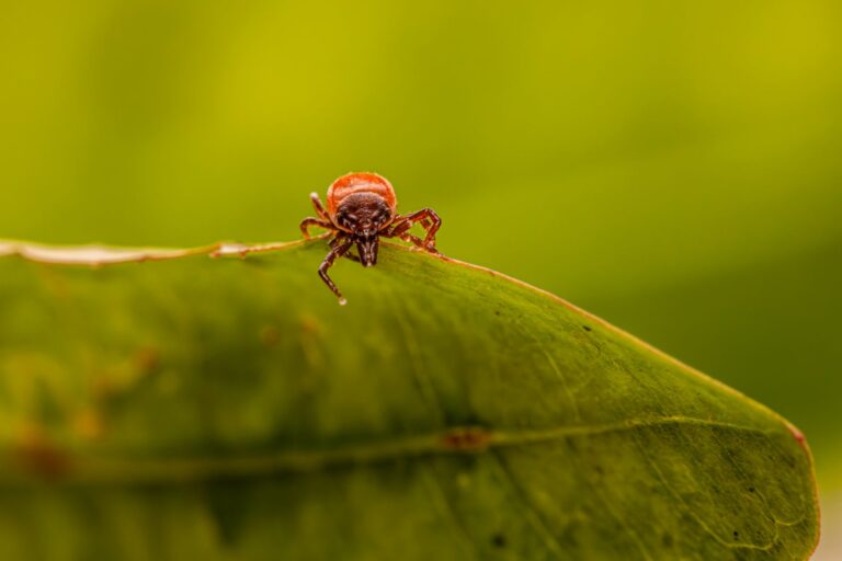 Fleas: Identify, Treat, and Prevent Infestations at Home