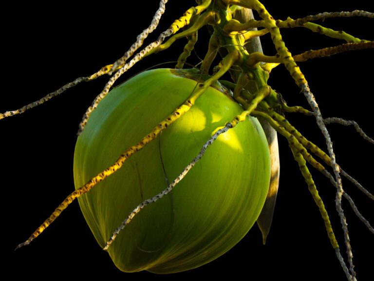 Fractionated Coconut Oil: Uses, Benefits, and How It Differs