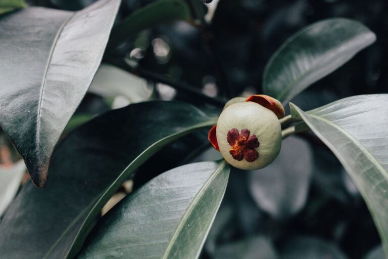 Garcinia Cambogia Extract: What the Science Really Says