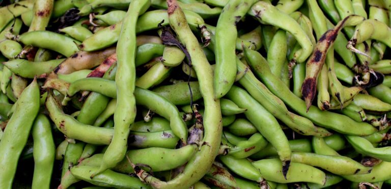 Green Beans Legumes Vegetables: Botany, Cooking, Nutrition