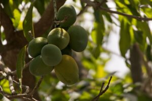Green Mango: The Unripe Fruit Worth Cooking
