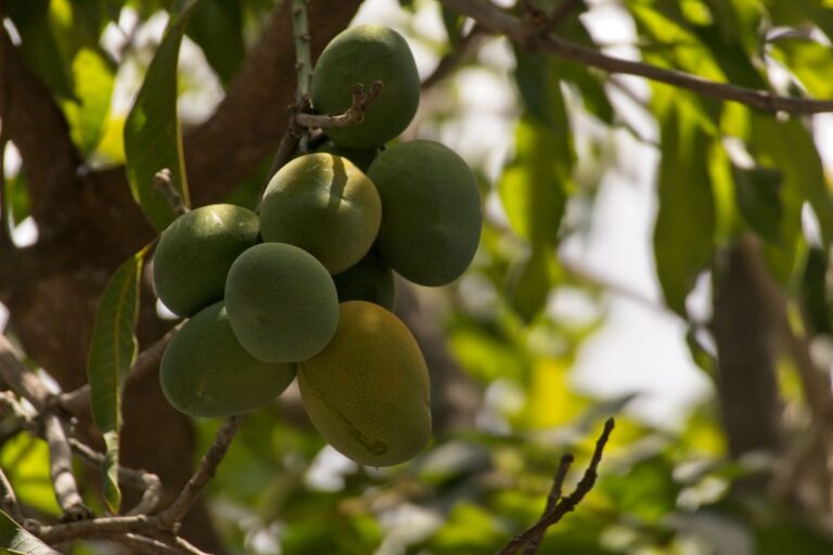 Green Mango: The Unripe Fruit Worth Cooking