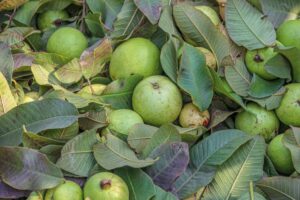 Guava Leaf Tea: Benefits, Side Effects, Recipe