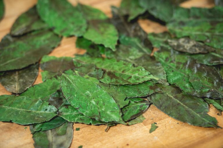 Guayusa Tea: Origin, Caffeine, Benefits, and Brewing Tips