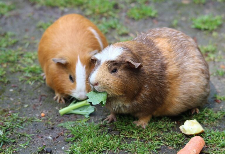 Guinea Pigs Eat Carrots: Safe Serving Sizes and Feeding
