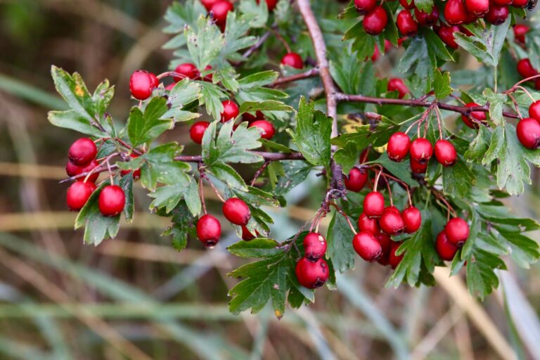 Hawthorn Berry Tea: Benefits, Side Effects, Recipe