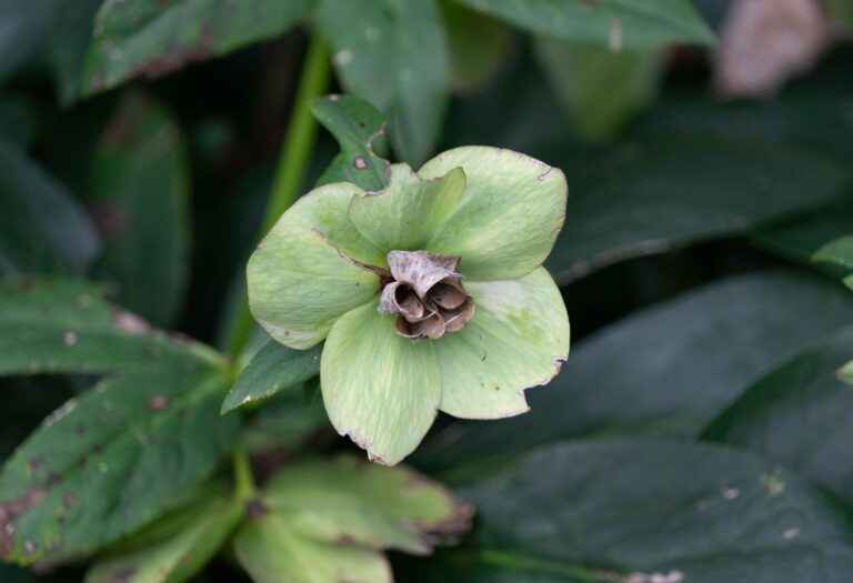 Hellebore: A Gardener's to Winter-Blooming Perennials