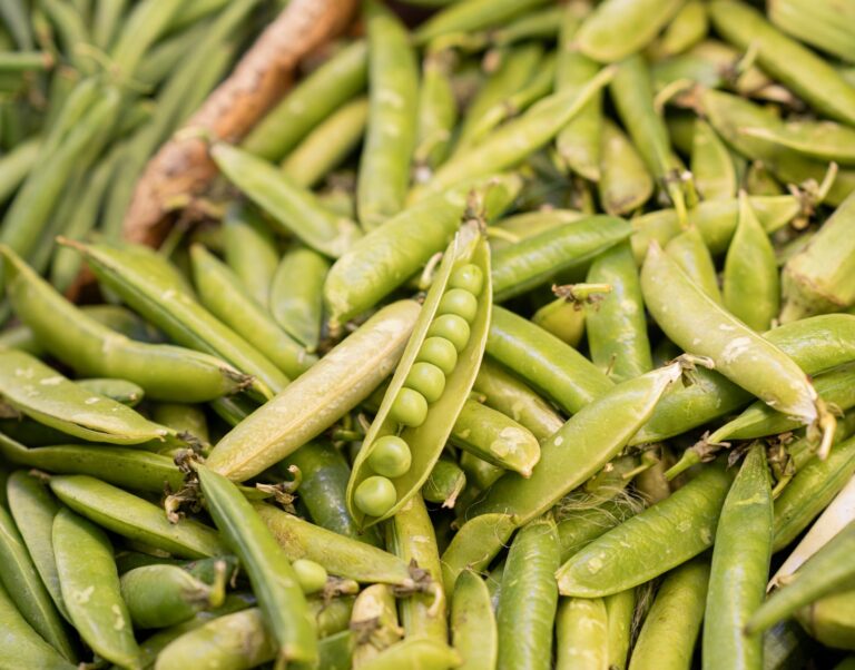 Hemp vs Pea Protein: Which Powder Fits Best
