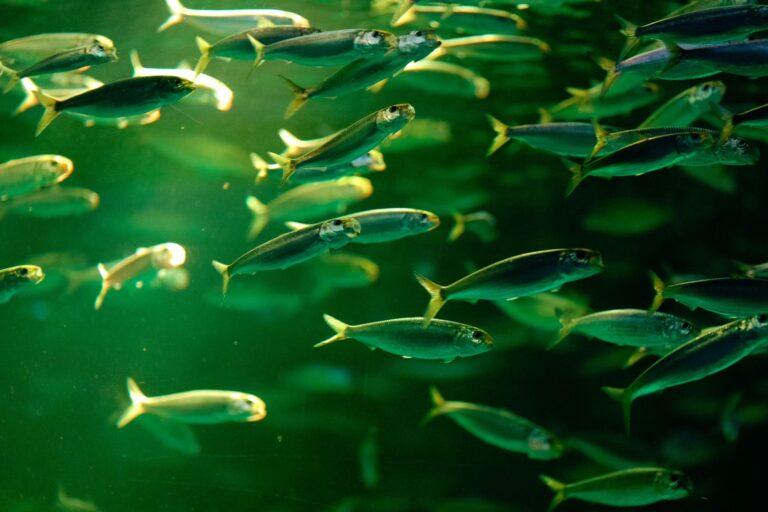 Herring: The Forage Fish that Feeds Oceans and Tables