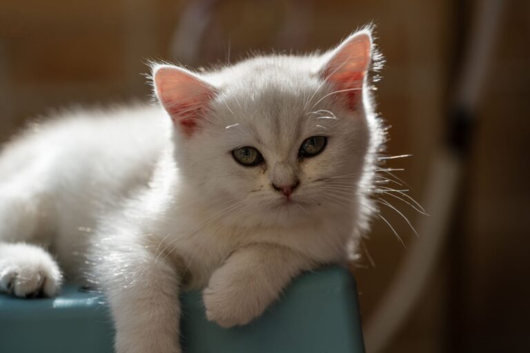 Home Remedies for Blood in Cat Stool: A Calm Owner's