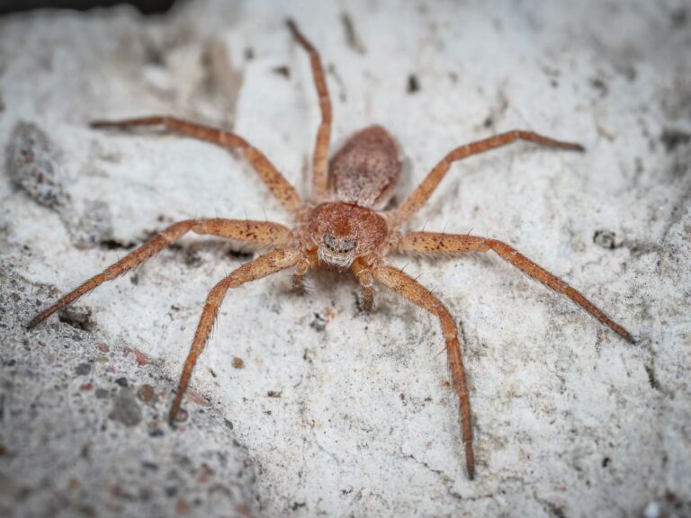 Home Remedies for Brown Recluse Spider Bite: Safe First Aid