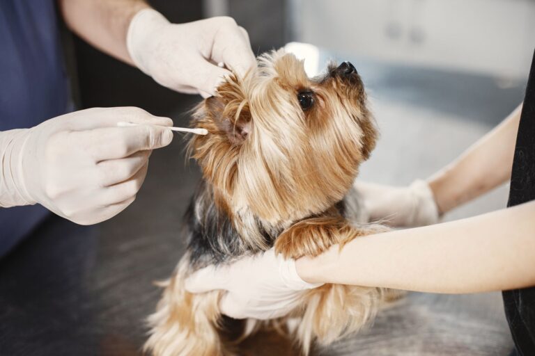 Home Remedies for Dogs with Itchy Ears: Safe Relief and Vet Recs