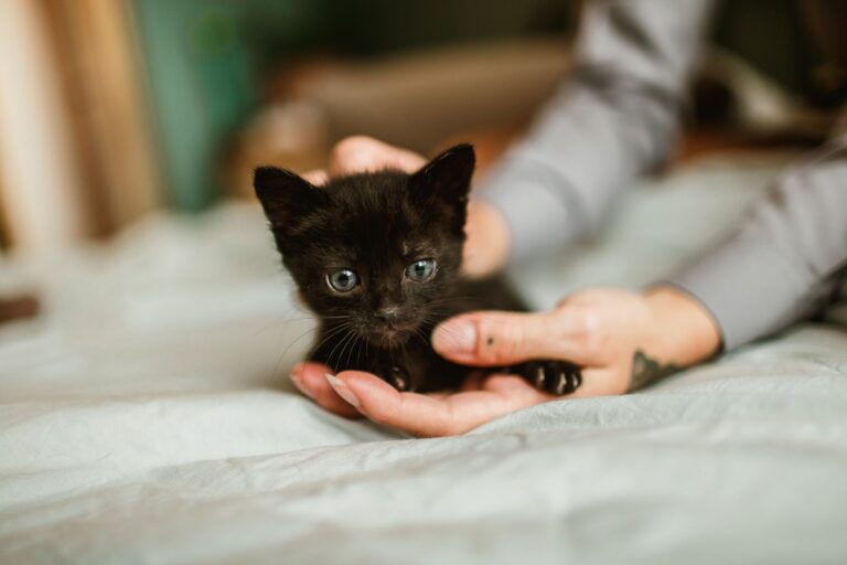 Home Remedies for Kitten Diarrhea: Safe Steps and Warning Signs