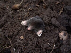 Homemade Castor Oil Mole Repellent: A Natural DIY Recipe that