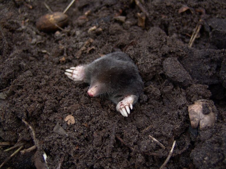 Homemade Castor Oil Mole Repellent: A Natural DIY Recipe that
