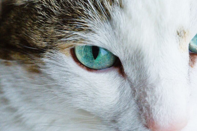 Homemade Saline Solution for Cats' Eyes: Safe Ratios