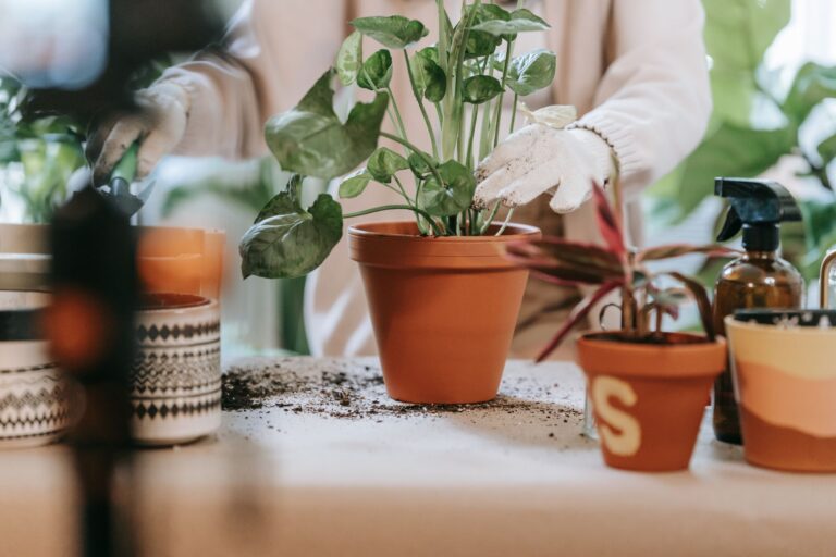 Homemade Spray for Gnats on Plants: A 14-Day DIY Protocol