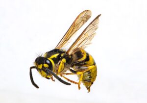 Homemade Wasp Spray with Dawn: 5 Steps that Work