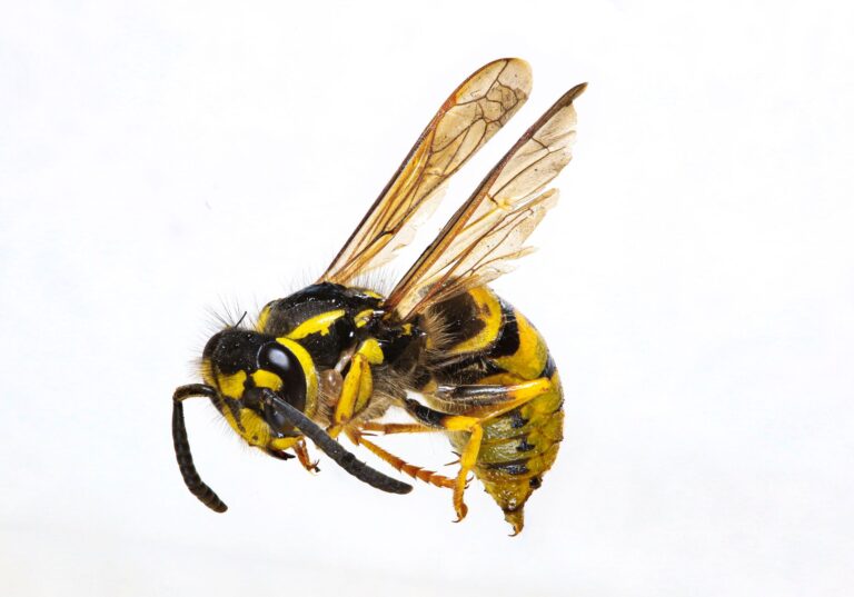 Homemade Wasp Spray with Dawn: 5 Steps that Work