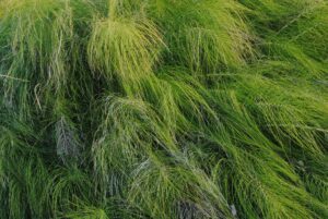 Horsetail Tea: Benefits, Side Effects, Recipe