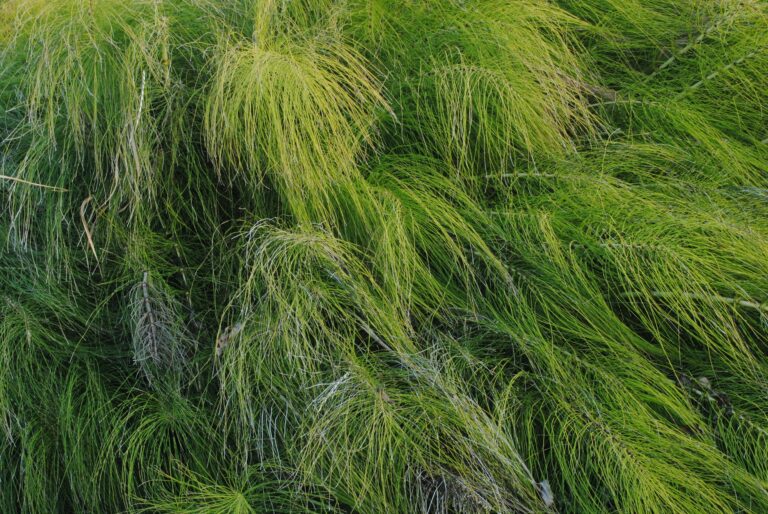 Horsetail Tea: Benefits, Side Effects, Recipe