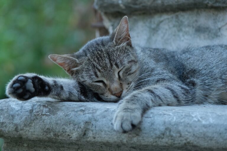 How Can I Euthanize My Cat at Home? A Compassionate Guide