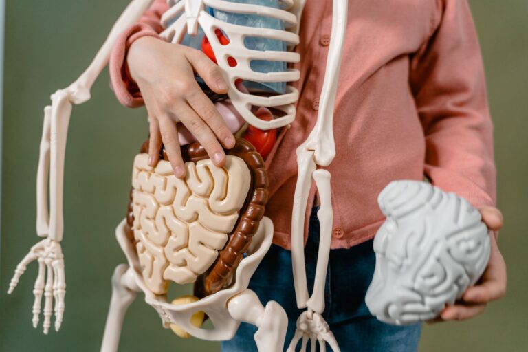 How Do the Digestive and Excretory Systems Interact?