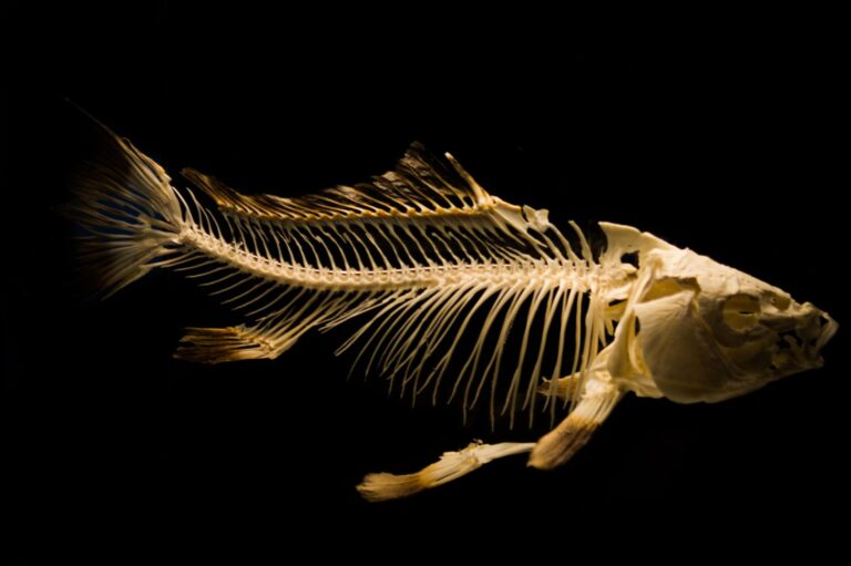 How Long Does the Flower of Bones Take to Grow? A Grower's