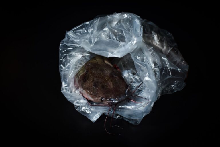 How Long Is Frozen Catfish Good For? Shelf Life, Safety
