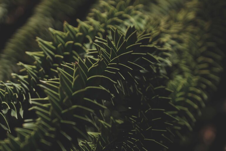 How Much Is A Monkey Puzzle Tree Worth? A Size-Based Pricing Guide