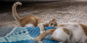 How to Amputate a Cat's Tail at Home? Legal Risks, Costs