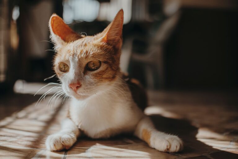 How to Clean Cat Ears without Solution Home Remedies?