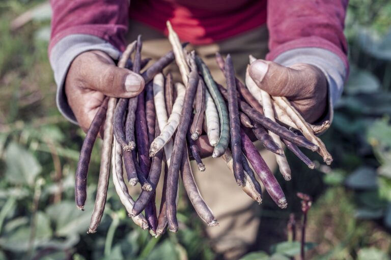 How to Cook Purple Hull Peas? Fresh, Dried, and Southern-Style