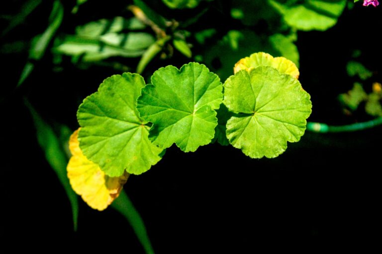 How to Fix Yellow Leaves on Plants Home Remedies? 7 Causes