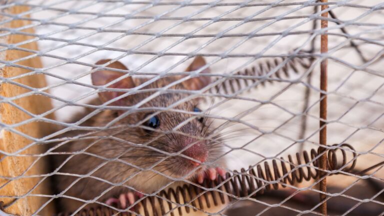 How to Get Mouse out of Room? Safe DIY Traps and Prevention