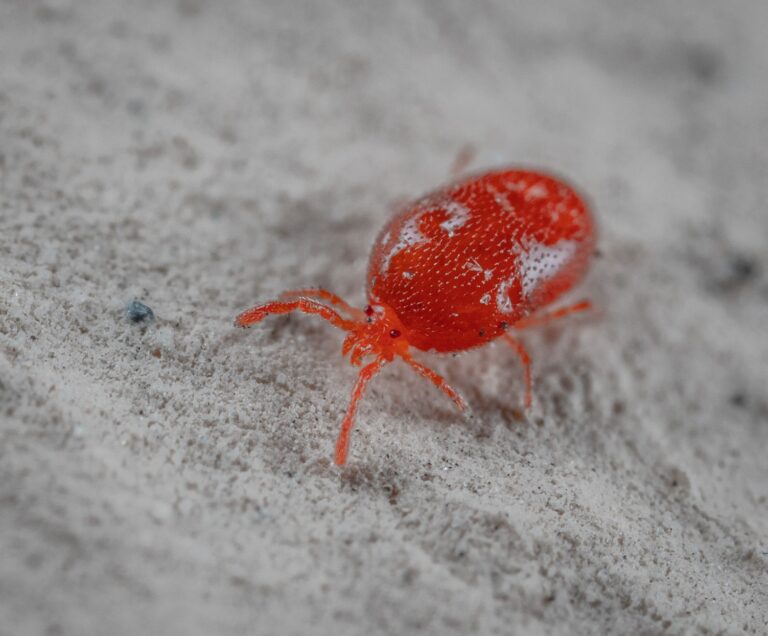 How to Get Rid of Concrete Mites? Safe Methods that Work