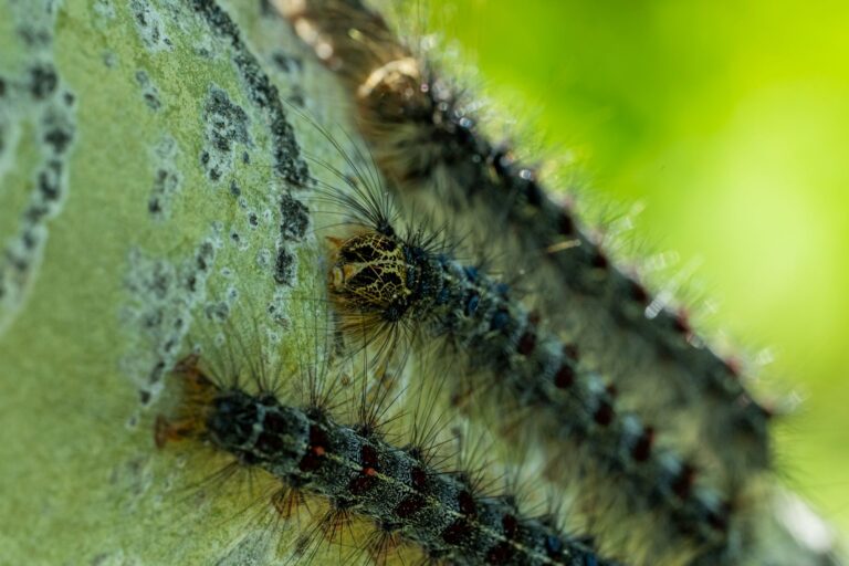 How to Get Rid of Gypsy Moth Caterpillars Naturally? 7 Proven