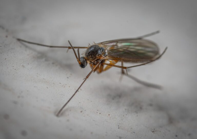 How to Get Rid of Midges Outside Naturally? 12 Proven Yard