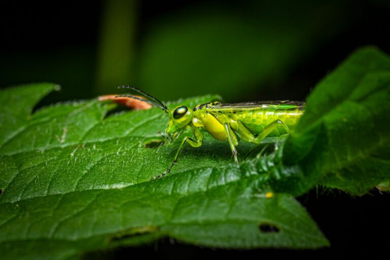 How to Get Rid of Sawfly Larvae? A Practical Approach
