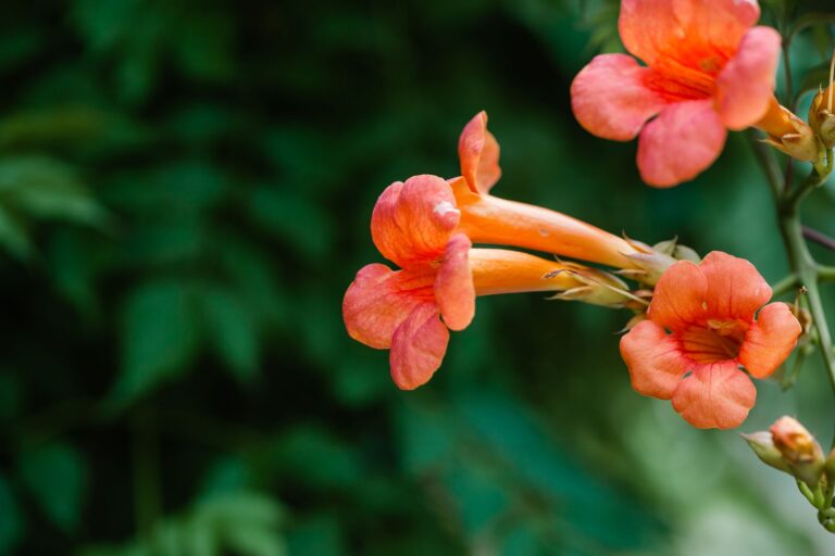 How to Get Rid of Trumpet Vine? 7 Proven Removal Methods