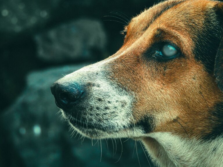 How to Help A Dog Die Naturally Home Remedies? Comfort, Care