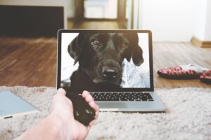 How to Humanely Euthanize a Dog at Home? A Compassionate