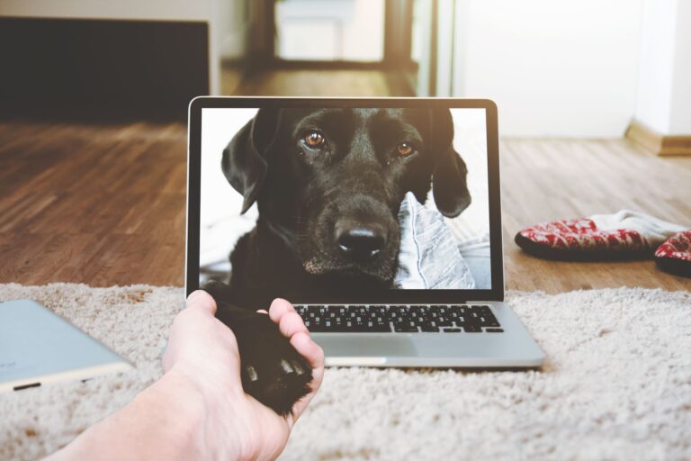 How to Humanely Euthanize a Dog at Home? A Compassionate