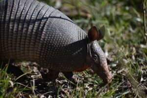 How to Keep Armadillos out of Your Yard? 7 Proven Methods that