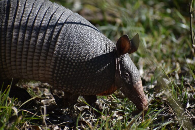 How to Keep Armadillos out of Your Yard? 7 Proven Methods that