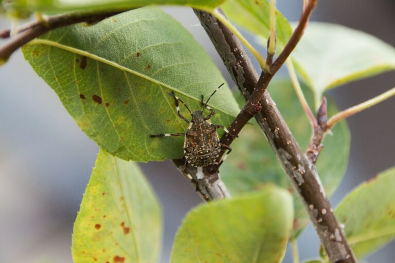How to Keep Bugs off Apple Trees Naturally? A Pest-by-Pest Plan
