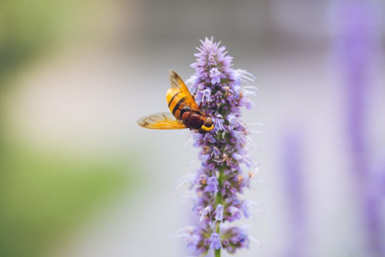 Hyssop Tea: Benefits, Side Effects, Dosage, Recipe