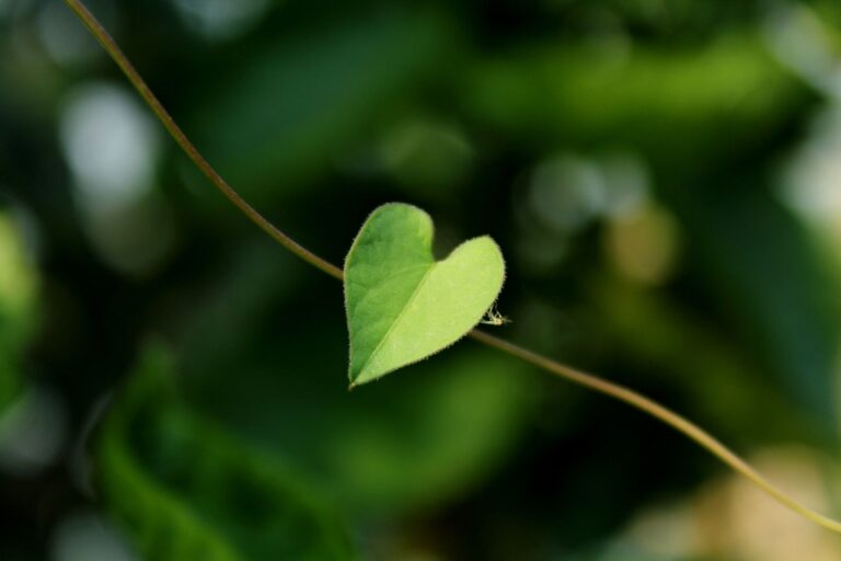 Identification Invasive Vine with Heart Shaped Leaves: A Field Diagnostic