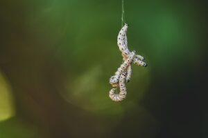 Intestinal Worms: Symptoms, Treatment, and Prevention